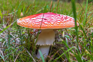 Close up at an Fly agaric mushroom