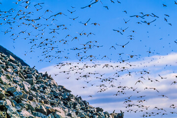 Big flock with  Little auk at a mountainside