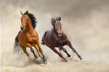 Bay horses run free in desert sand