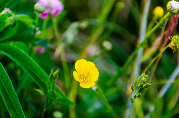 Wild flowers of Fraser Valley found at Mission, BC, Canada