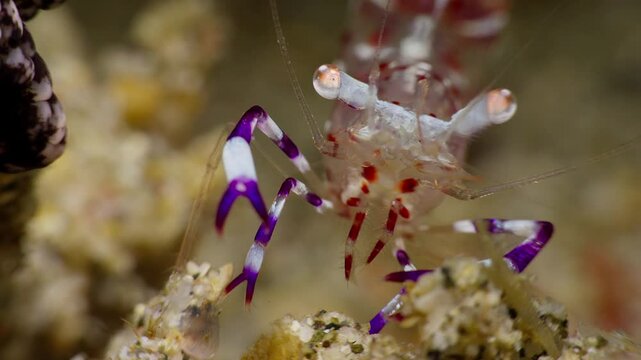 Closeup of Magnificent Anemone Shrimp (Ancylomenes magnificus), sitting next to a Striped Anemone (Dofleinia armata),  Anilao, Philippines 3 of 3  60fps
