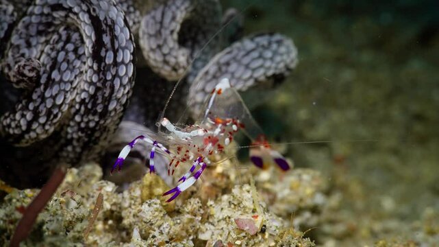 Magnificent Anemone Shrimp (Ancylomenes magnificus), sitting next to a Striped Anemone (Dofleinia armata), Anilao, Philippines 1 of 3  60fps