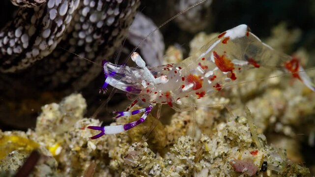 Closeup of Magnificent Anemone Shrimp (Ancylomenes magnificus), sitting next to a Striped Anemone (Dofleinia armata), notice as it is feeding,  Anilao, Philippines 2 of 3  60fps