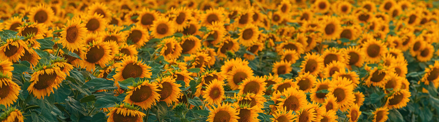 Fototapeta premium Aerial shot of cultivated sunflower field, drone pov