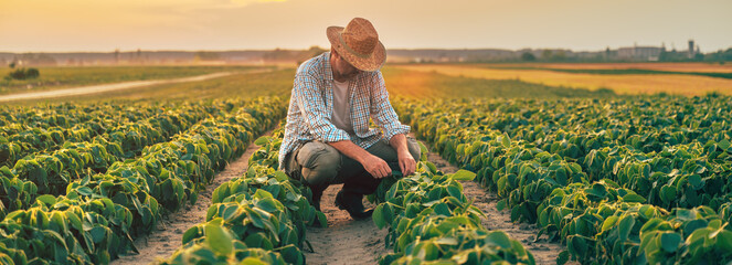 Farm worker examining soybean crops in cultivated soybean field
