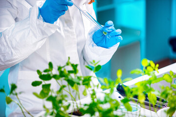 Biologist doing experiments with plants