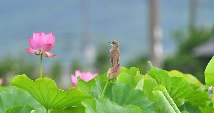 Oreintal reed warbler perching pink lotus flower 