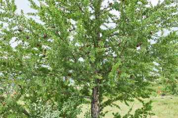 Pine tree with cones in the wild, closeup of photo