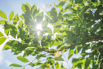 nature and landscape concept with tropical tree and cloudy sky background