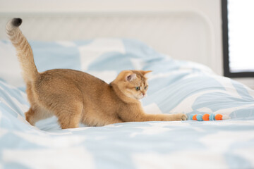 pet care concept with british cat relax and play in living room