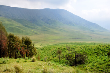 Beautiful natural scenery of the savanna around Mount Bromo Indonesia