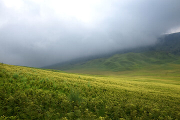 Beautiful natural scenery of the savanna around Mount Bromo Indonesia