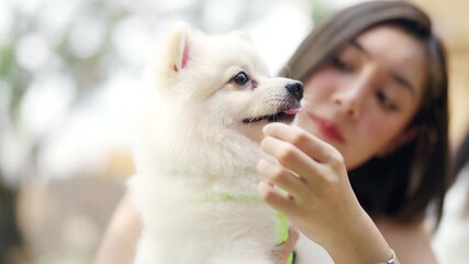 Asian woman playing with pomeranian dog at pets friendly dog park cafe. Domestic dogs and human moms enjoy outdoor lifestyle travel in the city. Pet humanization and pet ownership community concept.