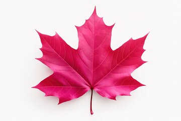 Naklejka premium Autumn leaf. Autumn maple leaf isolated 