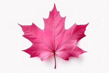 Naklejka premium Autumn leaf. Autumn maple leaf isolated 