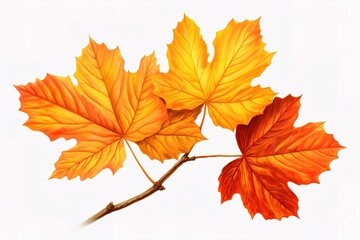 Autumn leaf. Autumn maple leaf isolated 