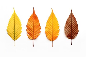 autumn leaves isolated on white
