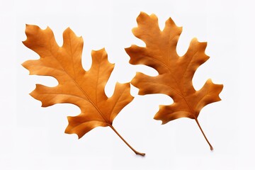 Naklejka premium maple leaf isolated on white