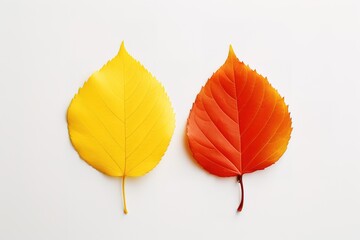 autumn leaves isolated on white