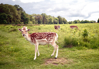 Deers in Richmond Park, London