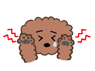 肉球のトラブルがあるトイプードル