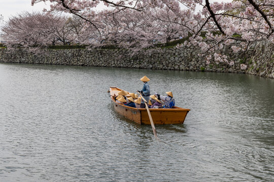 Primavera en Jap&oacute;n , &aacute;rbol de cerezos!!