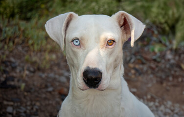 A white dog with one brown eye and one blue eye