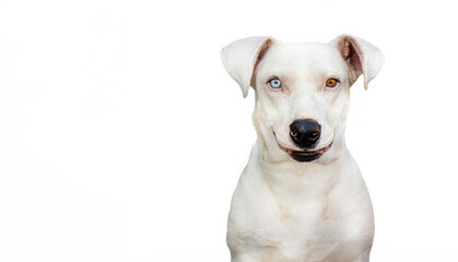 A white dog with one brown eye and one blue eye