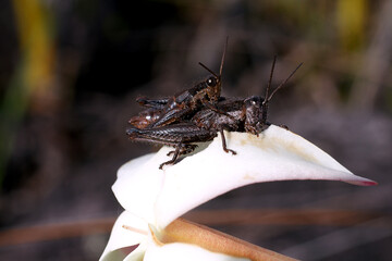 Mating grasshoppers (Abracris flavolineata) on the petal of Maguireothamnus speciosus, Amuri Tepui, Venezuela