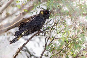 Yellow Tailed Black Cockatoo In Gum Tree