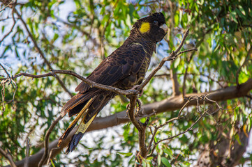 Yellow Tailed Black Cockatoo In Dead Tree