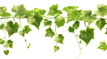Climbing vine with lush leaves, realistic digital art, deep green, isolated  on transparent background
