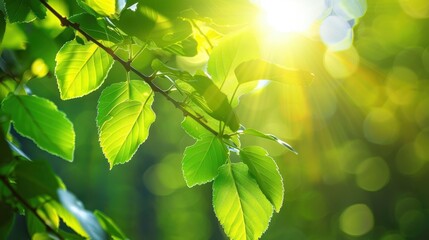 Photosynthesis: Biological process where plants, algae, and certain bacteria convert light energy into chemical energy, generating glucose and oxygen from carbon dioxide and water.

