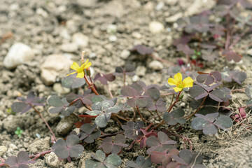Creeping woodsorrel with yellow blossoms and dark red leafs (Oxalis corniculata).