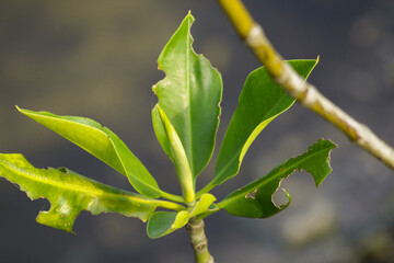 close up of a plant
