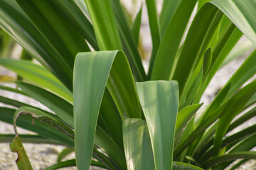 ornamental plants for yard areas outside plants that grow fresh and elongated