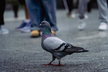 pigeon in the city