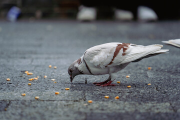 Pigeons foraging on the street