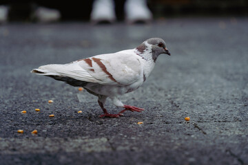 white dove on the ground