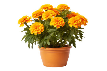 Bright marigold flowers in a decorative ceramic pot with detailed texture isolated on transparent background PNG ideal for floral design projects and botanical illustrations