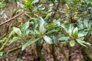 Laurel Park rural de Anaga, Tenerife lush greenery, walking paths, recreational area, local flora public park