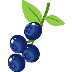 Blueberry Fruit Illustration
