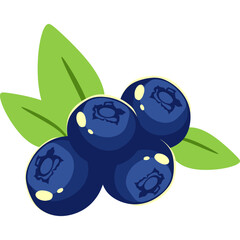 Blueberry Fruit Illustration