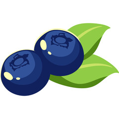 Blueberry Fruit Illustration