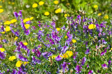 Fototapeta premium Beautiful meadow field with fresh grass and summer cosmos flowers in nature.