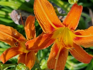 Orange flower in the garden. Flower daylily. Latin name Hemerocallis fulva. Close up, macro. Summer background, photo wallpaper.
