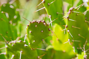 Opuntia Cactus On The Island in the Atlantic Ocean as Beautiful Large Perennial Cactus with Spikes in Area With Subtropical Climate.