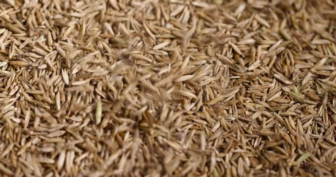 mixed seeds of perennial and annual grass for lawn, grass seeds for growing on lawn for design