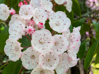 Mountain laurel or kalmia latifolia flowers and buds cluster.