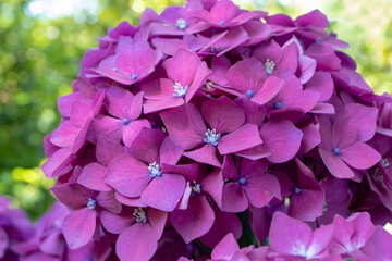 Hydrangea macrophylla dark purple flower head closeup